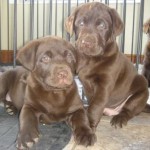 chocolate puppies