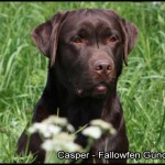 Casper - Chocolate labrador stud dog Casper - Chocolate labrador stud dog