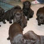 Chocolate labrador puppies. Chocolate labrador puppies.