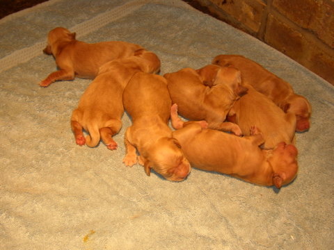 Golden Retriever Puppies on Golden Retriever Puppies Born In Cambridgeshire  Golden Retriever
