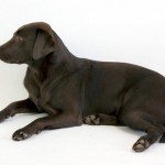 Rosie the dog 03 Stock by lusete