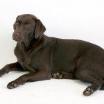 Rosie the dog 04 Stock by lusete
