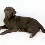 Rosie the dog 07 Stock by lusete