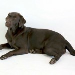 Rosie the dog 08 Stock by lusete