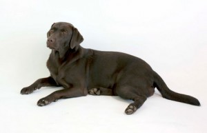 Rosie the dog 08 Stock by lusete