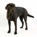 Rosie the dog 09 Stock by lusete