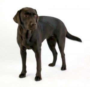 Rosie the dog 09 Stock by lusete