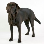 Rosie the dog 10 Stock by lusete