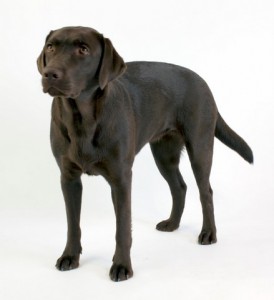 Rosie the dog 10 Stock by lusete