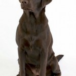 Rosie the dog 11 Stock by lusete