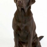 Rosie the dog 13 Stock by lusete