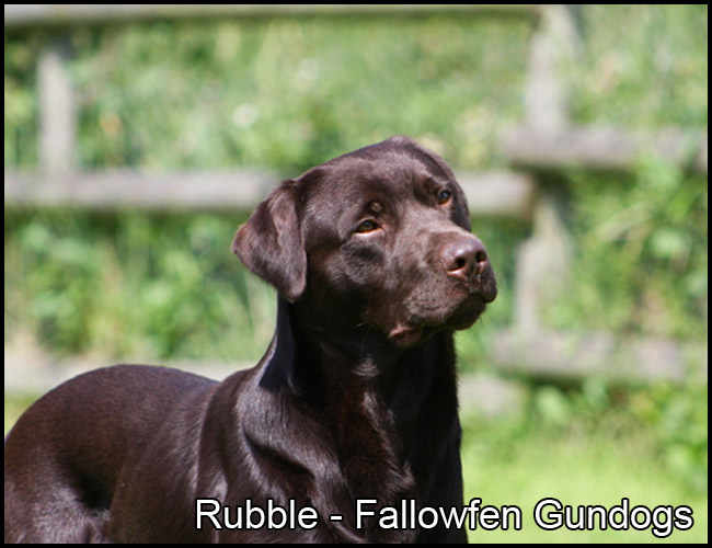 Ruble Fallowfen Chocolate Labrador Stud F