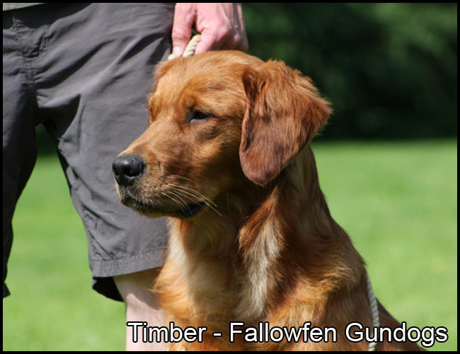 dog jumping over fence