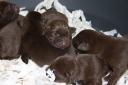 chocolate labrador puppies.