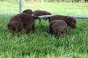 chocolate labrador puppies.