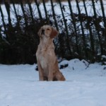 Ross