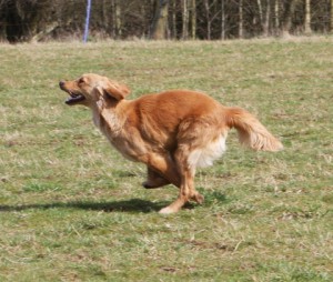 Running to the retrieve