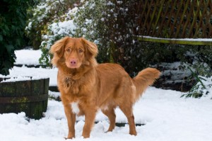 More snow - Zaki 10 months