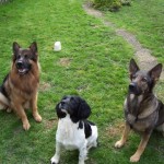 Max, Ace and Sky.
