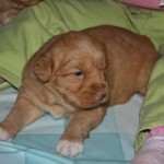 Toller puppy