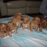 Toller boys