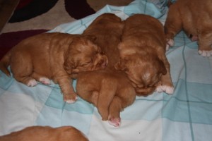 Having a nap after playing