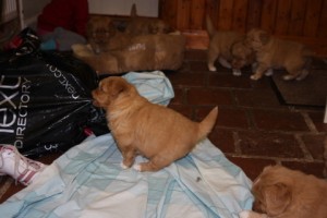 Toller playing