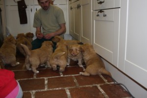 Toller pups playing