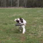 Ted retrieving