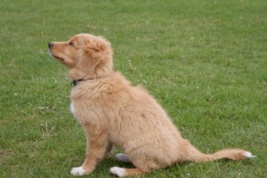 Toller pup