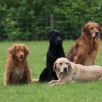 Rudy,Moss,Flint and Digger