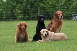 Rudy,Moss,Flint and Digger