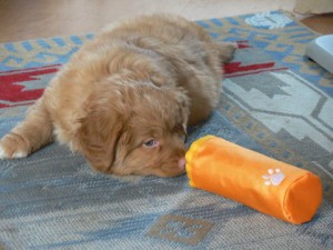 Toller pup