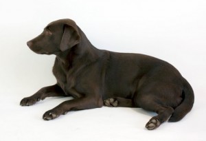 Rosie the dog 03 Stock by lusete