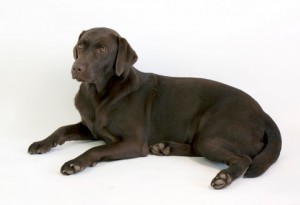 Rosie the dog 04 Stock by lusete