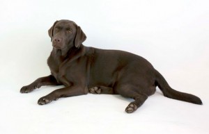 Rosie the dog 07 Stock by lusete