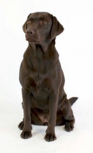Rosie the dog 11 Stock by lusete