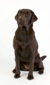 Rosie the dog 13 Stock by lusete