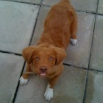 A fantastic little red duck dog