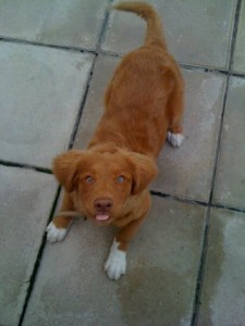 A fantastic little red duck dog