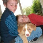 Bracken the toller puppy