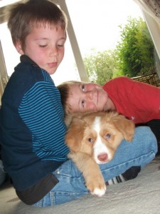 Bracken the toller puppy