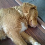 Goodnight sweetheart