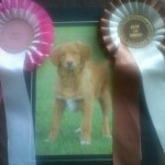 Donald the duck toller