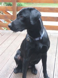 Woody at the Summer house