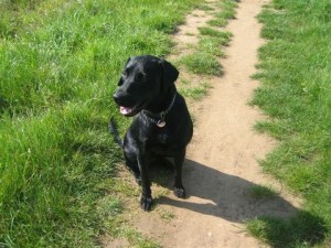 Woody on a country walk