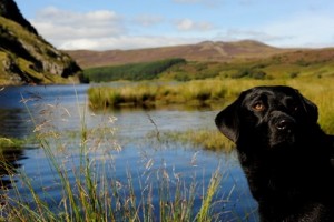 Black labrador retriever in Scotland.