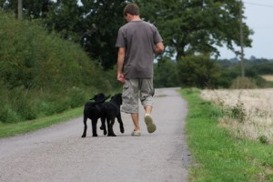 Walking off lead to heel.