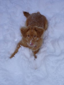 Lexi the toller enjoying the snow.