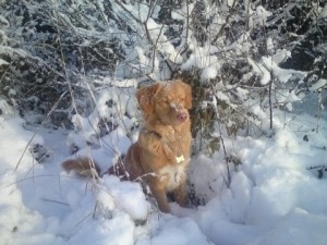 NSDTR in the snow.